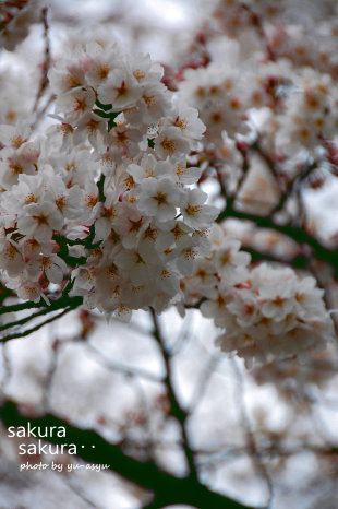 b0116590_17575539.jpg