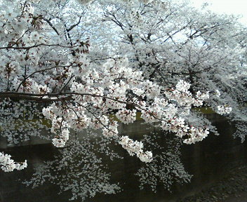 f0018790_21513264.jpg