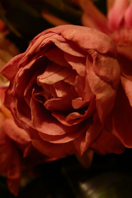 f0056516_1203920.jpg