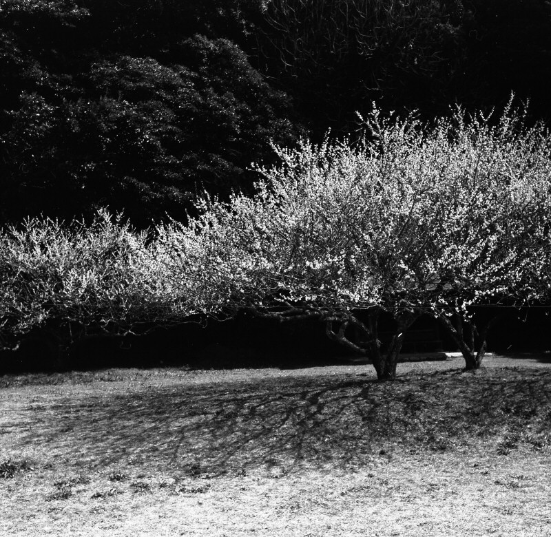 d0032931_20595257.jpg