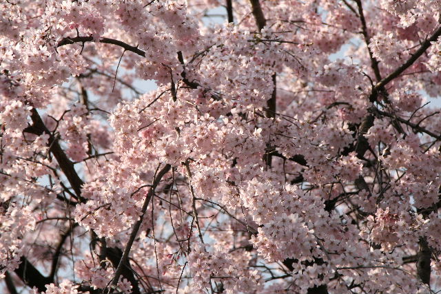 e0064133_03474.jpg