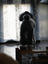 c0136736_1855788.gif