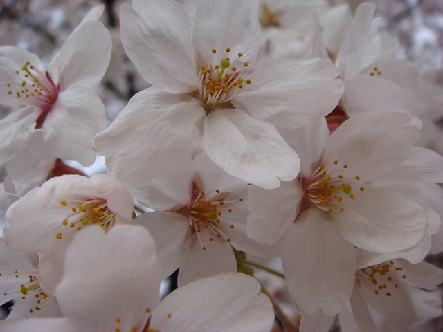 a0046339_22533753.jpg