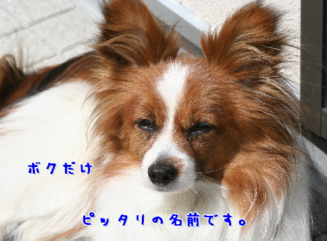 d0013149_11231144.jpg