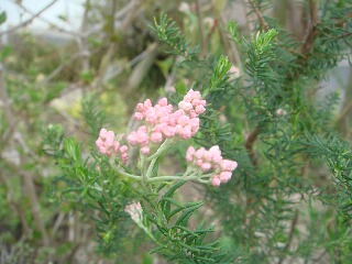 f0121167_1893511.jpg