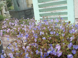 f0121167_1895635.jpg