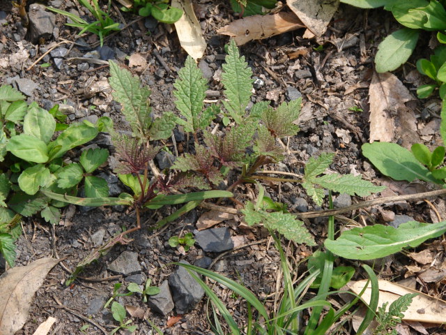 f0104277_6401456.jpg