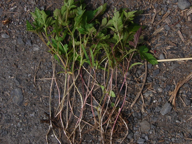f0104277_6402753.jpg