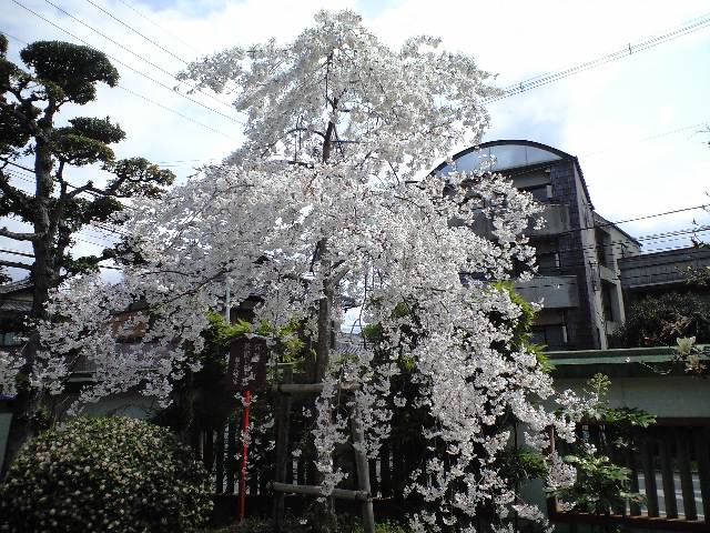f0051283_20326.jpg