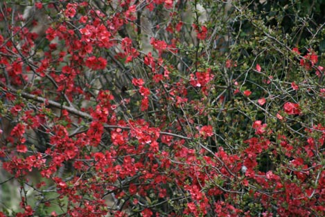 e0100589_11512758.jpg