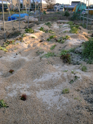 f0070493_22101417.jpg