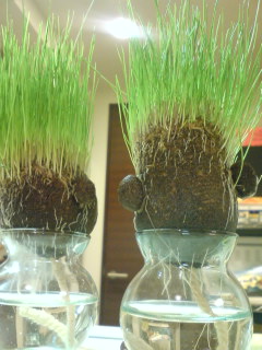 f0070493_221732.jpg