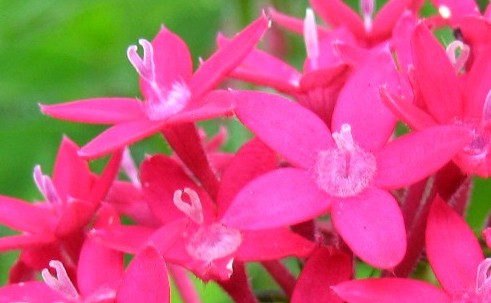 e0118096_55012.jpg