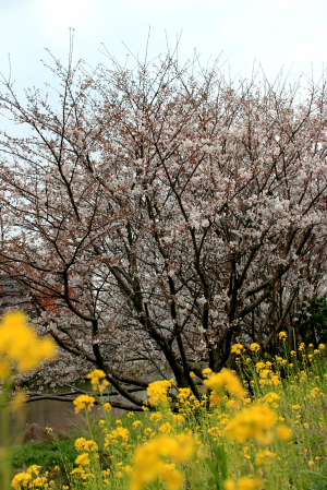 c0129498_143371.jpg