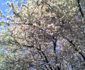 c0071003_1465286.jpg