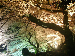 d0107605_2392414.jpg