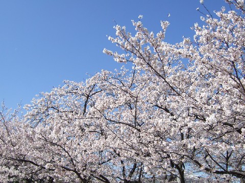 c0133013_9365072.jpg