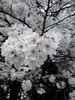 c0019617_049710.jpg