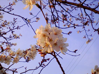 e0016120_1027559.jpg