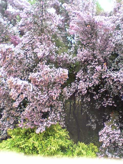 d0035823_751119.jpg