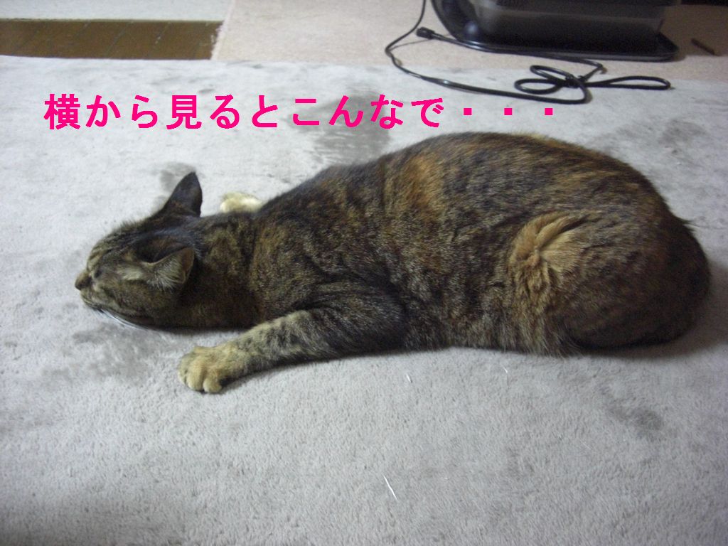 e0142430_111378.jpg