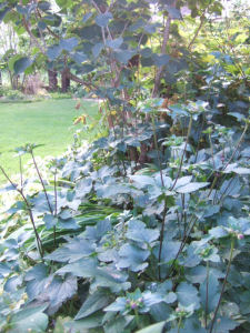 f0002534_21174378.jpg