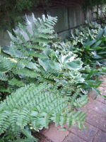 f0002534_2122634.jpg