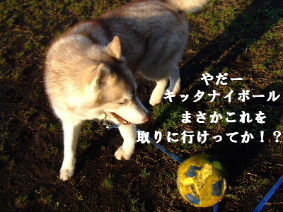 e0121548_10231892.jpg