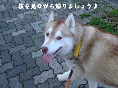 e0121548_10341981.jpg