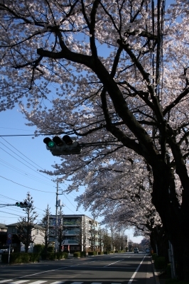 e0057760_1050113.jpg