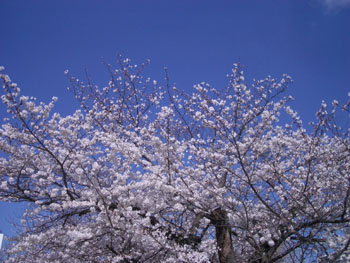 f0079980_072832.jpg