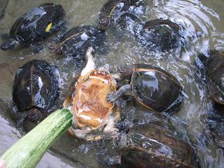 e0121993_318087.jpg