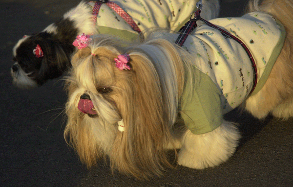 e0050801_126531.gif
