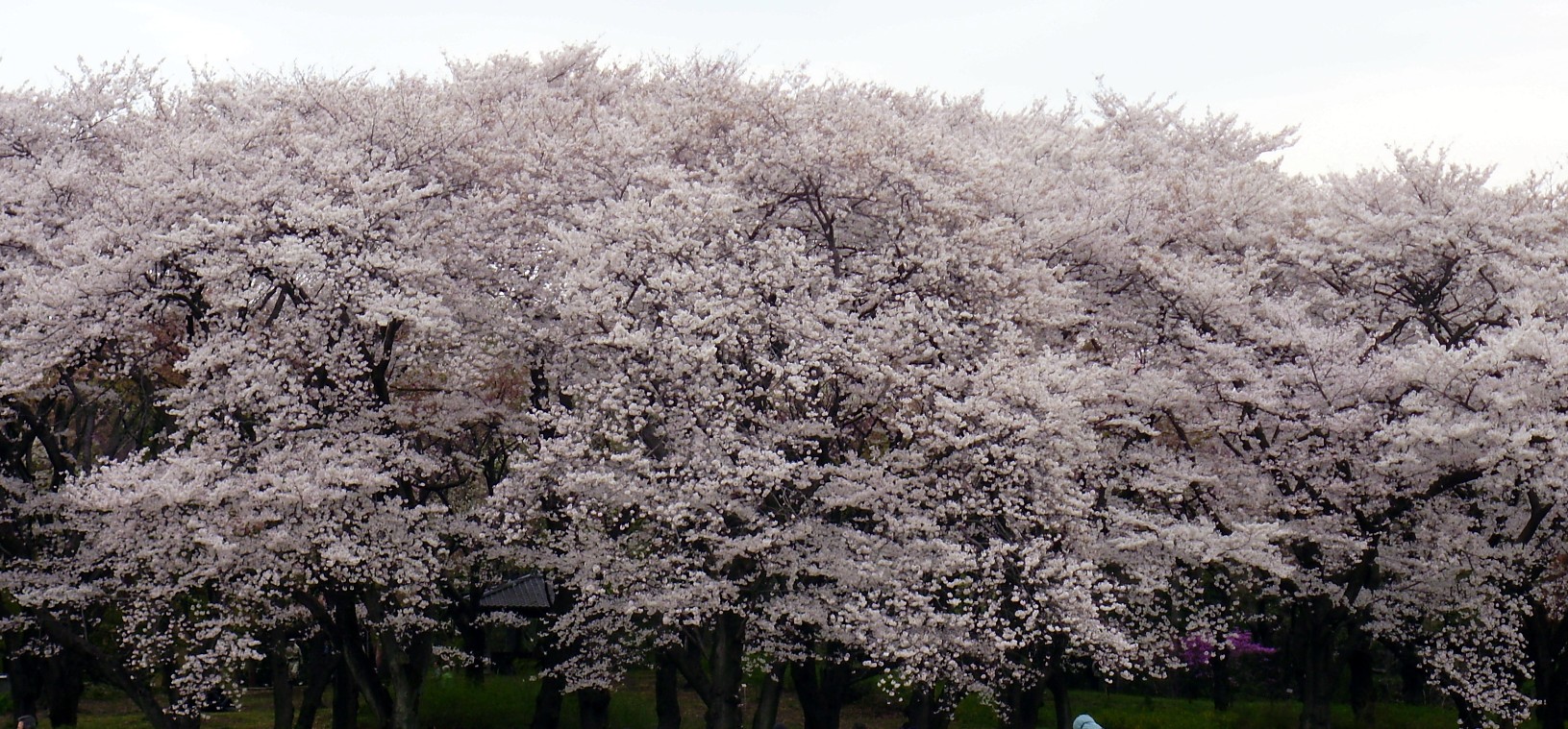 a0074202_221762.jpg