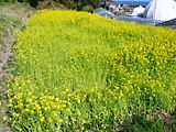 e0082408_1530169.jpg