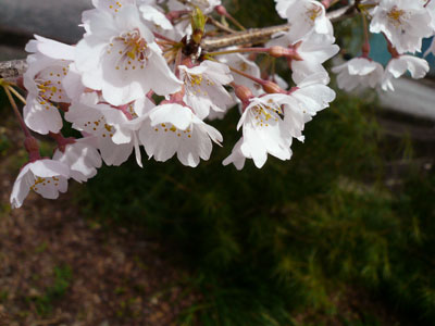 b0038810_16102161.jpg