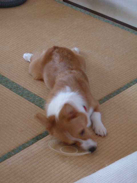c0127617_230283.jpg
