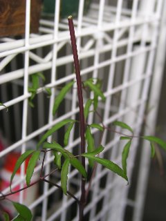 b0031925_12422342.jpg