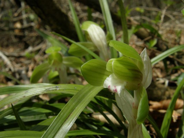 e0145033_7573343.jpg