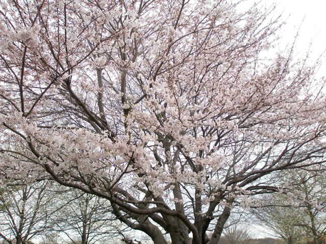 c0140843_1543127.jpg