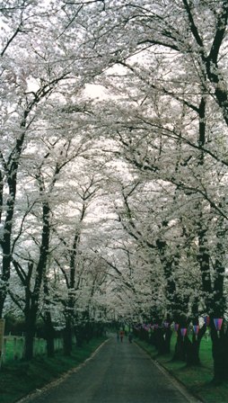 c0122445_16113497.jpg