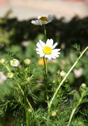 d0013149_2328189.jpg