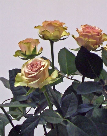 a0068151_427937.jpg