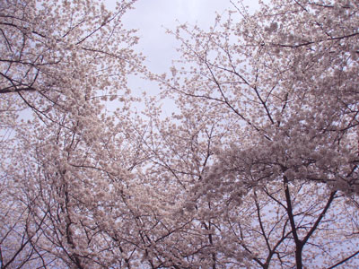 f0045872_11121598.jpg