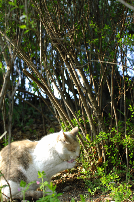 桜を撮っていると後ろの草むらから猫ちゃんの鳴き声が聞こえてきました。風も強く背丈程の草むらで休んでいたようです。カメラを向けると起き上がり自分の手を舐めておりました。