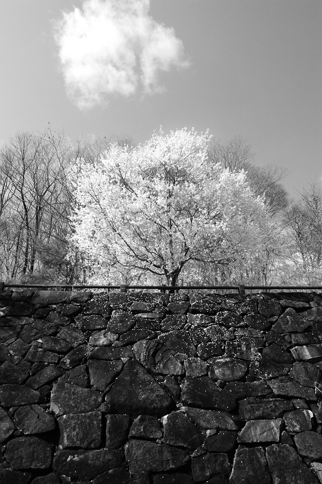 f0115475_2043298.jpg