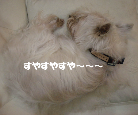 e0066883_2337124.gif