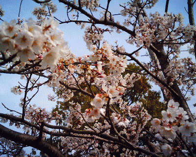 d0100192_21434374.gif