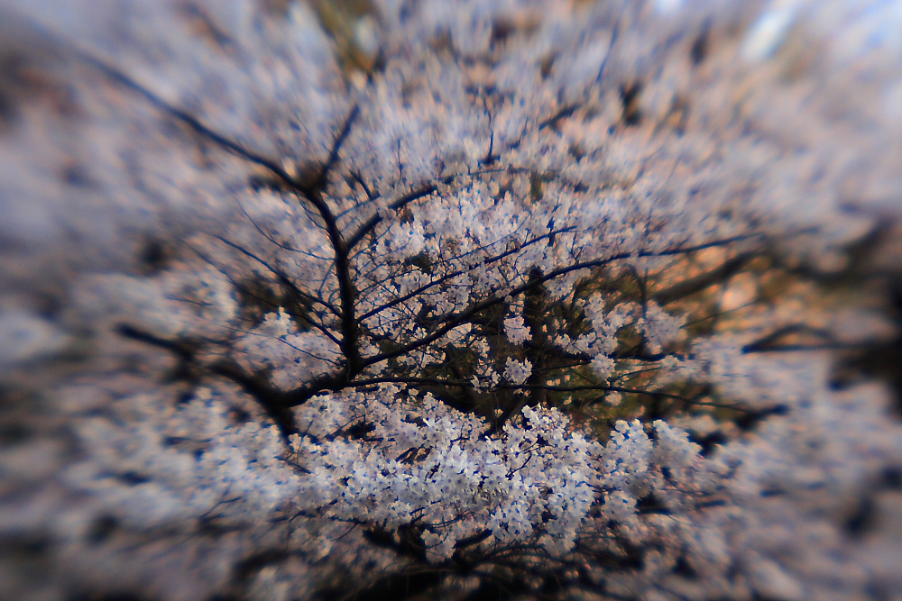 c0032494_6472291.jpg
