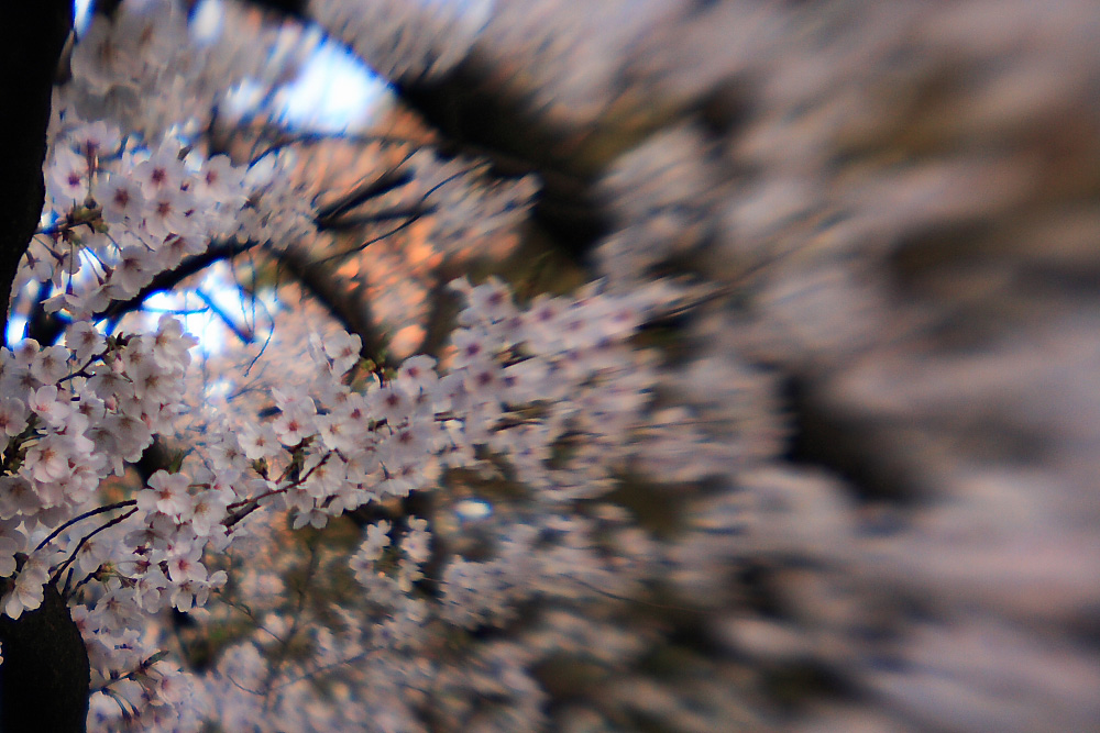 c0032494_6494953.jpg